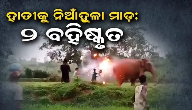 ହାତୀ ଉପରକୁ ନିଆଁହୁଳା ଫିଙ୍ଗିବା ଘଟଣା: ଦୁଇ ଅସ୍ଥାୟୀ ବନ କର୍ମଚାରୀ ବହିଷ୍କୃତ