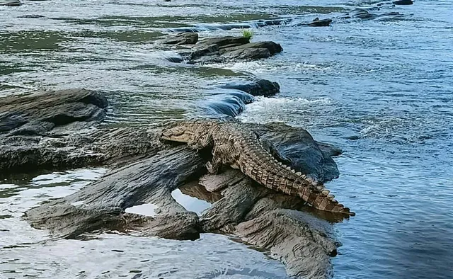 ବନ୍ୟାଜଳରେ ଉଛୁଳିଥିବା ନଦୀରୁ ବାହାରି ଜନବସତିରେ ପଶିଲେ କୁମ୍ଭୀର
