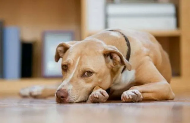 କୁକୁର ବନ୍ଧ୍ୟାକରଣ ଆରମ୍ଭ