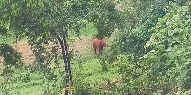 ଆଉଜଣଙ୍କୁ ଦଳିଦେଲା ବାଟବଣା ଦନ୍ତା, ଗୋଠଛଡ଼ା ହୋଇ ଝରିଗାଁ ଜଙ୍ଗଲରେ ବୁଲୁଛି