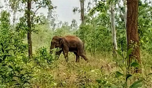 ଜଙ୍ଗଲ ଦେଇ ଗାଁକୁ ଫେରୁଥିବା ବେଳେ ଯୁବକଙ୍କୁ ଦଳିଦେଲା ଦନ୍ତା