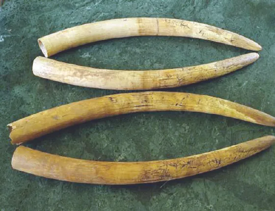 ବିଲୁଆପଡ଼ା ପାହାଡ଼ରେ ବିଦ୍ୟୁତ୍ ଫାଶରେ ଦନ୍ତା ଶିକାର: ଦାନ୍ତ କାଟିନେଲେ