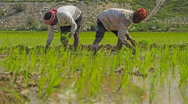 ଅନ୍ତିମ ପର୍ଯ୍ୟାୟରେ ଧାନ ସଂଗ୍ରହ: ମଣ୍ଡି ମାଡ଼ିନାହାନ୍ତି ୪.୪୫ ଲକ୍ଷ ଚାଷୀ