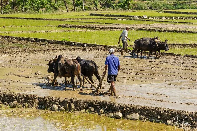 କୃଷି ସମୀକ୍ଷା କେନ୍ଦ୍ର: ଚାଷୀଙ୍କ ପାଇଁ କଲ୍‌ସେଣ୍ଟର ଭଳି କାର୍ଯ୍ୟ କରୁଛି