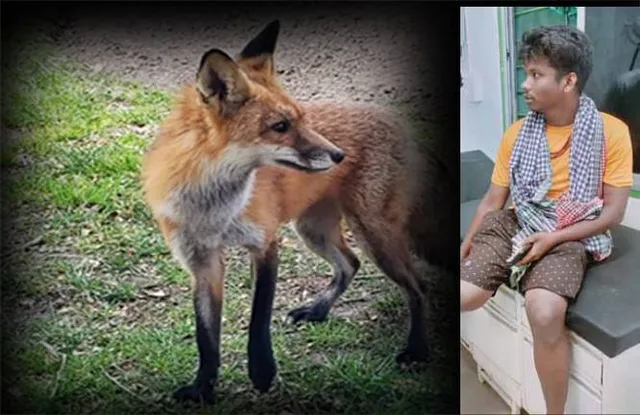 ଆଳିରେ ମାତିଛନ୍ତି ଶିଆଳ: ତିନି ଦିନରେ ୩୫ ଆହତ