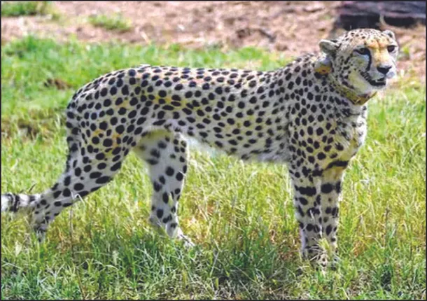 କୁନୋ ଜାତୀୟ ଉଦ୍ୟାନରେ ପୁଣି ଏକ ଚିତାର ମୃତ୍ୟୁ: ୫ ମାସରେ ଅଷ୍ଟମ ଚିତା ମୃତ୍ୟୁ