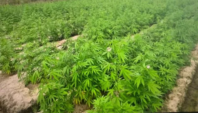 ପୁଲିସ ସ୍କୁଟିରେ ଗଞ୍ଜେଇ ଚାଲାଣ: ୧୨ କେଜି ଗଞ୍ଜେଇ ଜବତ, ଜଣେ ଗିରଫ