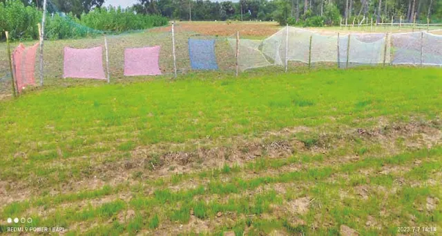 ଧୋକା ଦେଉଛି ମୌସୁମୀ: ଶୁଖିଗଲାଣି ତଳି, ବର୍ଷାକୁ ଚାହିଁଛି ଚଷାପୁଅ