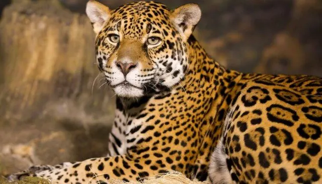 ମୁଷରଙ୍ଗୀ ଜଙ୍ଗଲରେ ମାତିଲା ବାଘ: ପୁଣି ବାଛୁରୀକୁ ମାରି ଖାଇଲା