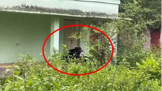 ହାଇସ୍କୁଲ ପରିସରରେ ତିନୋଟି ଭାଲୁ, ଛାତ୍ରଛାତ୍ରୀ ଭୟଭୀତ