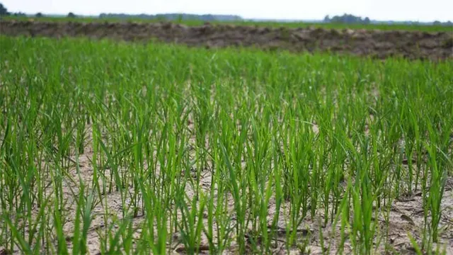 ସୁନ୍ଦରଗଡ଼ ଜିଲ୍ଲା: ଧାନଚାଷ କମିଲା, ଅଣଧାନ ବଢ଼ିଲା