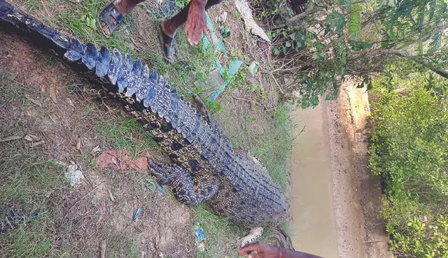 ଧରାପଡ଼ିଲା ମଣିଷଖିଆ ୧୦ ଫୁଟ୍‌ର କୁମ୍ଭୀର