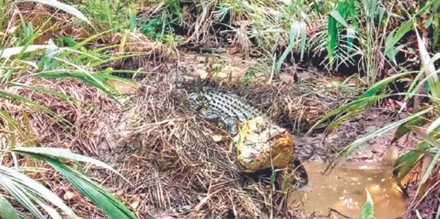 କନିକା ବନାଞ୍ଚଳରୁ ୧୦୭ଟି କୁମ୍ଭୀରବସା ଚିହ୍ନଟ
