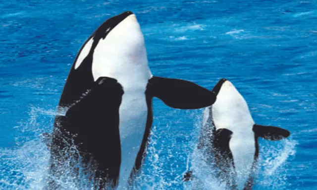 ମାଈ ଓର୍କା ୯୦ ବର୍ଷ ବଞ୍ଚନ୍ତି, ଶେଷ ୨୦ ବର୍ଷ ଋତୁସ୍ରାବ ବନ୍ଦ ହୋଇଯାଇଥାଏ