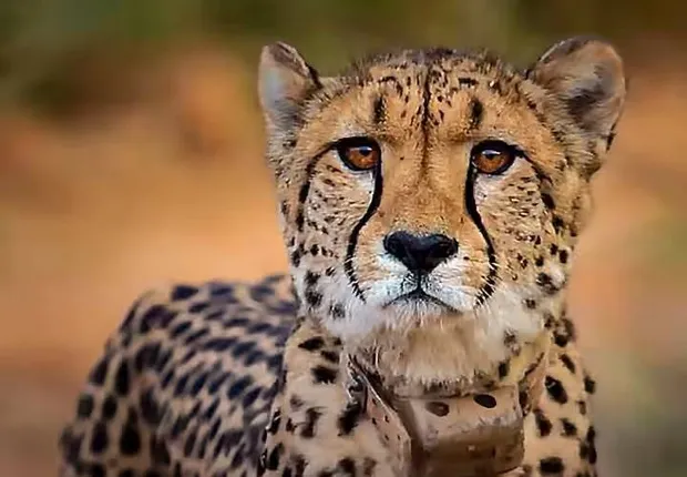 ଦକ୍ଷିଣ ଆଫ୍ରିକାରୁ ଆସିଥିବା ଆଉ ଏକ ଚିତାର ମୃତ୍ୟୁ, ଘଣ୍ଟା ଘଣ୍ଟା ଧରି ରହିଥିଲା ଅଚେତ