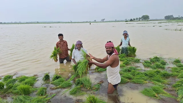 ଚାଷୀଙ୍କୁ କାଳ ହେଲା ଲଗୁଚାପଜନିତ ଲଗାଣ ବର୍ଷା: ଶହଶହ ଏକର ଚାଷଜମି ଜଳମଗ୍ନ