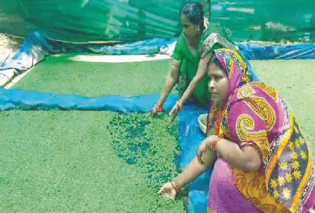 ଆଜୋଲା ଘାଷ ଚାଷ କରି ପଦ୍ମାଳୟା ‌‌ସ୍ବାବଲମ୍ବୀ, ୧୦ ମହିଳାଙ୍କୁ ଦେଖାଇଛନ୍ତି ରୋଜଗାରର ବାଟ