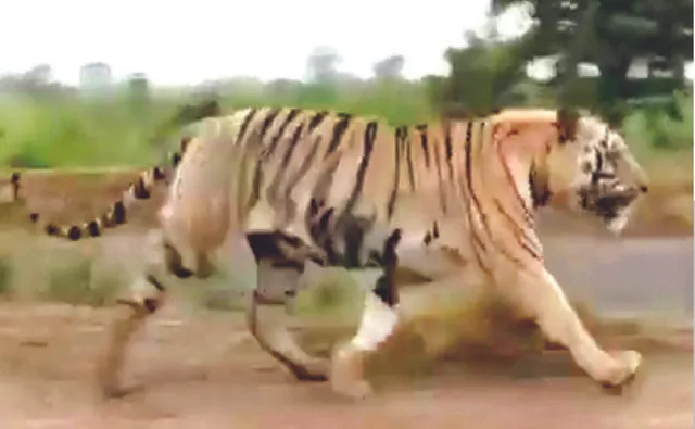 ଆନ୍ଧ୍ର-ଓଡ଼ିଶା ସୀମାରେ ମହାବଳ! ଭିଡିଓ ଭାଇରାଲ ପରେ ଆତଙ୍କ