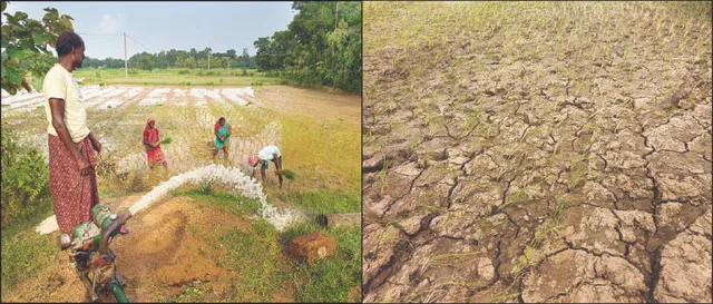 ବର୍ଷା ଅଭାବରୁ ଧାନ ବିଲ ଫାଟି ଆଁ