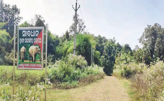 ଲଇ ପାଇଁ ଜଙ୍ଗଲରେ ମିଳୁନି ହାତୀଙ୍କ ଖାଦ୍ୟ ‘ଶିଆଳି’: ଗାଁ ମୁହାଁ ହେଉଛନ୍ତି ହାତୀପଲ