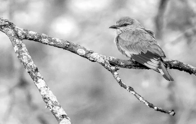 ଦର୍ପଣ: ଭାରତୀୟ ପକ୍ଷୀଙ୍କ ସ୍ଥିତି