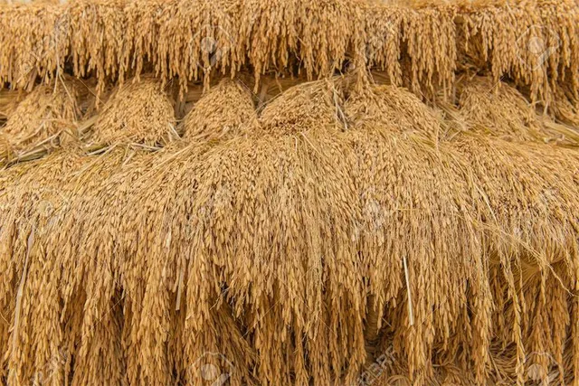 ପାରମ୍ପରିକ ଧାନ ବିଲୁପ୍ତ: ନୂଆଁଖାଇ ପାଇଁ ମିଳୁନି ଧାନ