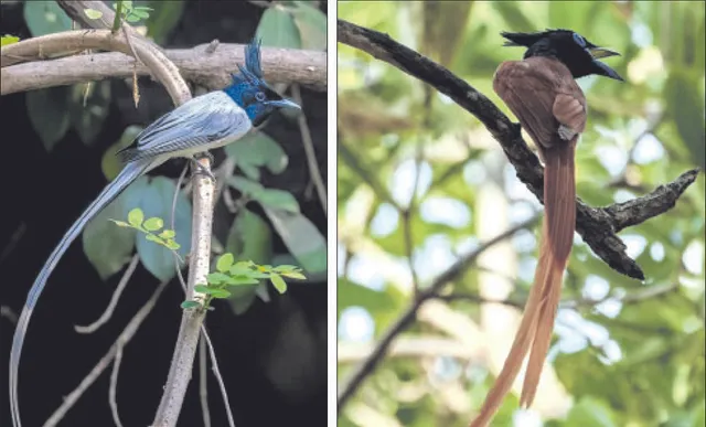 ପକ୍ଷୀ କାହାଣୀ: ଭାରତୀୟ ଲାଞ୍ଜ ଲହରି