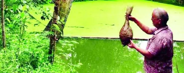 ବାଇଚଢ଼େଇଙ୍କ ସୁରକ୍ଷା ପାଇଁ ଅଣ୍ଟା ଭିଡ଼ିଛନ୍ତି ଗାଁ ଲୋକ: ୬୦ ବସାରେ ରହୁଛନ୍ତି ୧୨୦ରୁ ଅଧିକ