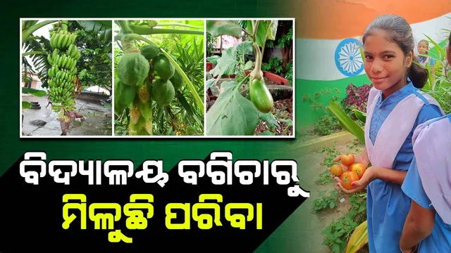 ମଧ୍ୟାହ୍ନ ଭୋଜନ ପାଇଁ ବିଦ୍ୟାଳୟ ପରିସରରେ ଶିକ୍ଷକ ଫଳାଉଛନ୍ତି ଟମାଟୋ ସହ ଅନ୍ୟ ପନିପରିବା