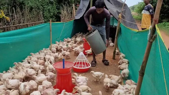 ବନ୍ୟା ଦୁର୍ଦ୍ଦଶା, ନଦୀବନ୍ଧ ପାଲଟିଛି କୁକୁଡ଼ା ଫାର୍ମ