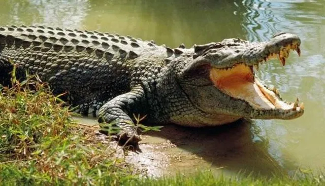 ବ୍ରାହ୍ମଣୀ ନଦୀରେ ସ୍ନାନ କରିବା ବେଳେ ବୟସ୍କଙ୍କୁ ଟାଣିନେଲା କୁମ୍ଭୀର: ମିଳୁନି ପତ୍ତା