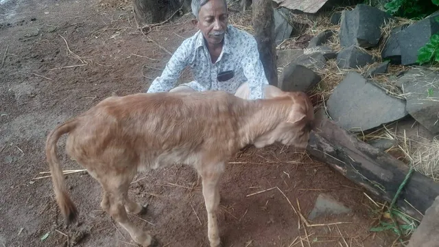 ଗାଈଗୋରୁଙ୍କୁ ଚର୍ମଗଣ୍ଡି ରୋଗ ଚିହ୍ନଟ, ଚିନ୍ତାରେ ଚାଷୀ 