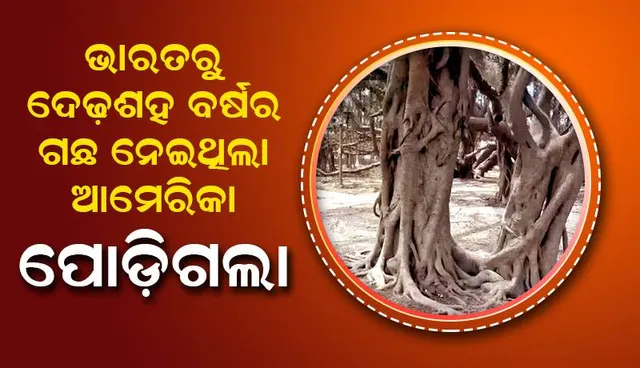 ହାୱାଇ ବନାଗ୍ନିରେ ପୋଡ଼ିଗଲା ୧୫୦ ବର୍ଷ ତଳେ ଭାରତରୁ ନିଆଯାଇଥିବା ବରଗଛ
