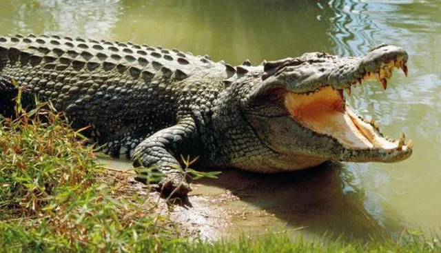 କେନ୍ଦ୍ରାପଡ଼ା ପରେ ଏବେ ଯାଜପୁର ଜିଲ୍ଲାରେ ମାତିଛି କୁମ୍ଭୀର: ଲୋକେ ଆତଙ୍କିତ