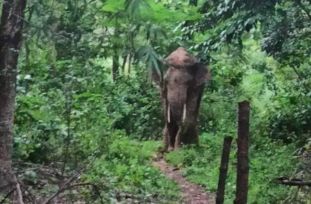 ପଥରଗାଡ଼ିଆରେ ରାତିଯାକ ହାତୀ, ସନ୍ଧ୍ୟାରୁ ପଡ଼ିଯାଉଛି ତାଟି