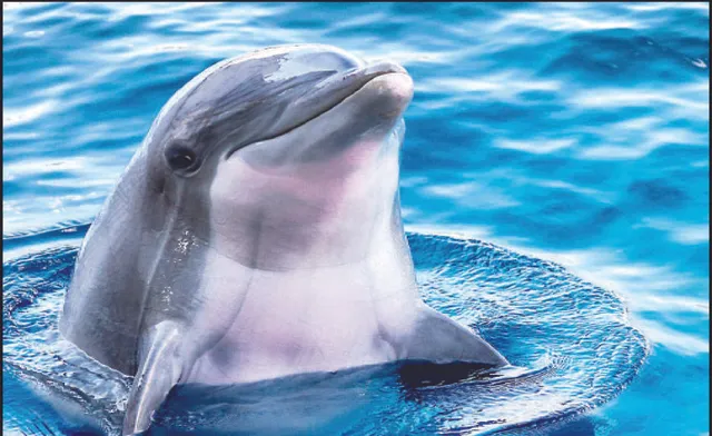 ଚିଲିକାରେ ଡଲ୍‌ଫିନ୍ ବିପଦରେ: କୋମାରେ ଅଭୟାରଣ୍ୟ ପ୍ରକଳ୍ପ