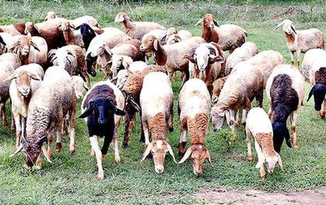 ବିଳମ୍ବିତ ରାତିରେ ଲାଗିଲା ନିଆଁ: ଗୁହାଳରେ ଜଳିଗଲେ ୭୦ମେଣ୍ଢା, ୩୦ ଆହତ