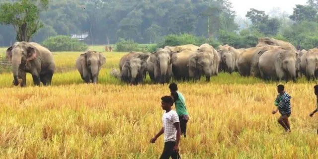 ହାତୀ-ମଣିଷ ଲଢ଼େଇ: ପ୍ରତି ୨୧ ଦିନରେ ହାତୀ ନେଉଛି ଗୋଟିଏ ଜୀବନ