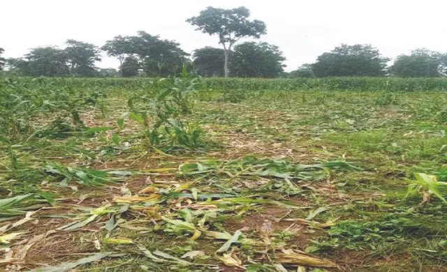 ହାତୀ ମୁହଁରେ ମକା ଫସଲ