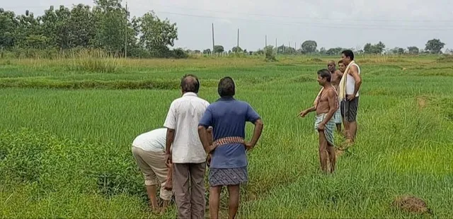 ଧାନଫସଲରେ ବ୍ୟାପୁଛି ପତ୍ରପୋଡ଼ା ରୋଗ: କୀଟନାଶକ ପକାଇ ନୟାନ୍ତ ହେଲେଣି ଚାଷୀ