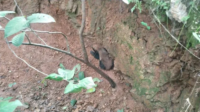 ଖଜୁରିଆପାଲି ଗାଁ’ ନିକଟରୁ ଗାଡ଼ ଭାଲୁ ଉଦ୍ଧାର