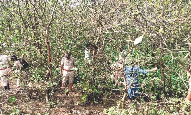 ବାଲିଡ଼ିଆ ଦ୍ବୀପ ଏବେ ଦେଶୀୟ ପକ୍ଷୀଙ୍କ ନୂଆଠିକଣା