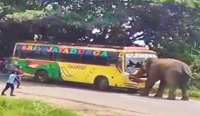 ରାସ୍ତାରେ ବସ୍‌କୁ ଅଟକାଇଲା ହାତୀ