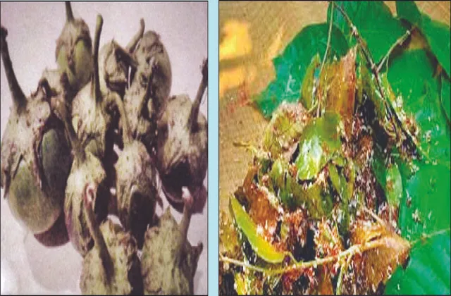 କଣ୍ଟେଇମୁଣ୍ଡି ବାଇଗଣ ଜିଆଇ ତାଲିକାଭୁକ୍ତ: ଓଡ଼ିଶାର ଆଉ ୬ ଉତ୍ପାଦ ବି ତାଲିକାଭୁକ୍ତ