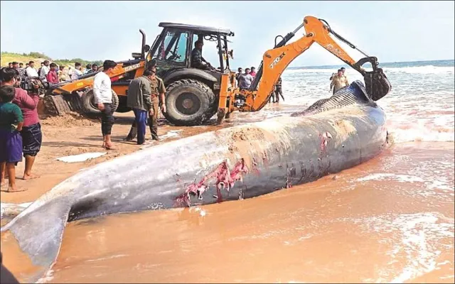 ତିମିଙ୍କ ପାଇଁ ଅସୁରକ୍ଷିତ  ପୁରୀ ଉପକୂଳ: ୧୬ ବର୍ଷରେ ଲାଗିଲେଣି ୧୨ ମୃତ ତିମି