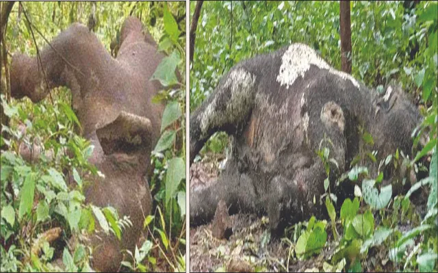 ସାତକୋଶିଆରେ ଅସୁରକ୍ଷିତ ଗଜରାଜ: କରେଣ୍ଟ ଦେଇ ୨ ହାତୀଙ୍କୁ ମାରିଦେଲେ