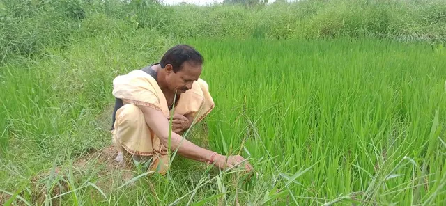 ନୂଆଁଖାଇ ପାଇଁ ଉତ୍ସବମୁଖର ପଶ୍ଚିମ ଓଡ଼ିଶା
