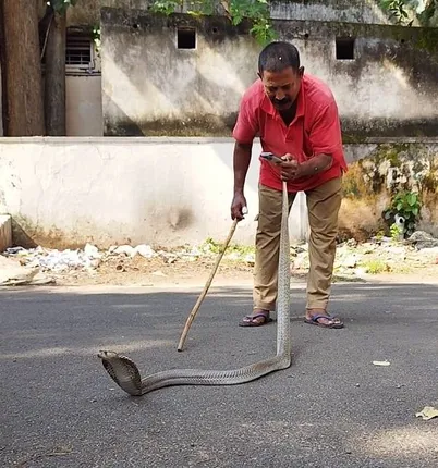 ସହରରୁ ଅଜଗର ଓ ନାଗ ସାପ ଉଦ୍ଧାର