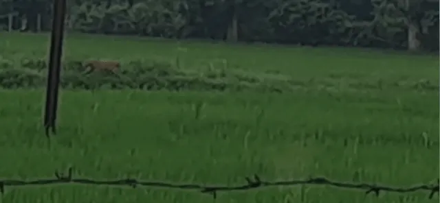 ଉଲୁଣ୍ଡାରେ ମହାବଳ ବାଘ