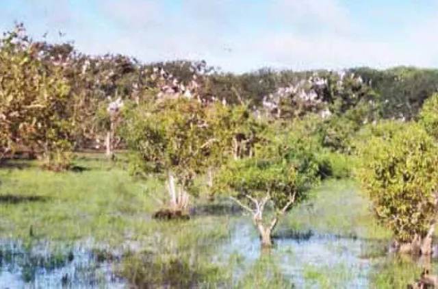 ଭିତରକନିକାରେ ଚାଲିଛି ଗଣନା: ପ୍ରତିକୂଳ ପାଗ ସତ୍ତ୍ବେ ଦିଶିଲେ ବହୁସଂଖ୍ୟକ ଡଲ୍‌ଫିନ୍‌